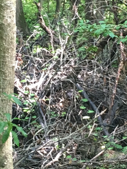 Thryothorus ludovicianus