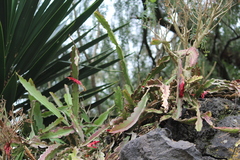 Disocactus ackermannii