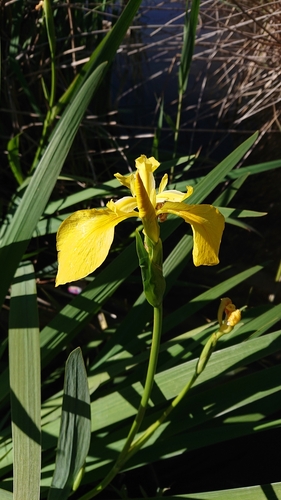 Avistamiento Lirio amarillo (Iris pseudacorus, Mezquita)