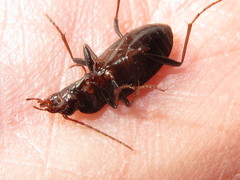Nebria brevicollis
