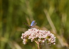 Euphilotes bernardino bernardino