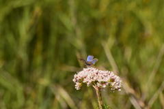 Euphilotes bernardino bernardino