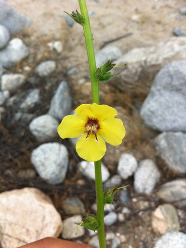 Verbascum virgatum