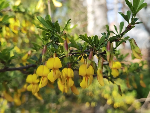 Caragana rosea