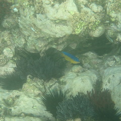 Stegastes flavilatus