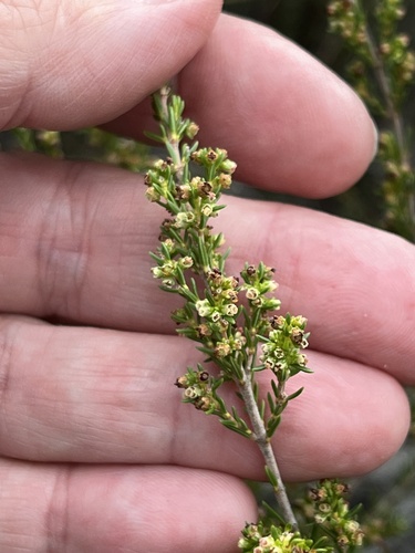 Image of Ridgeseed Heath (Erica axillaris) by (c) Charleen Brunke, some rights reserved (CC BY)