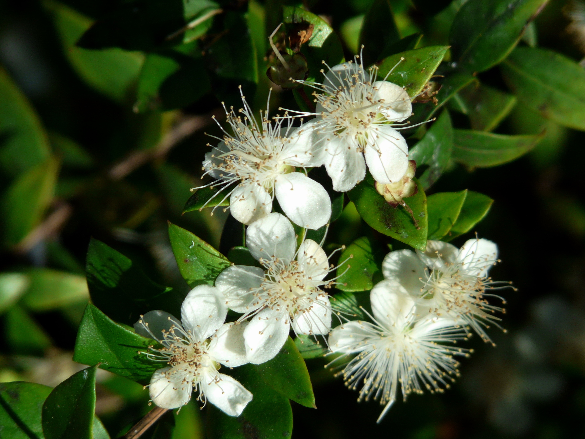 Myrtus