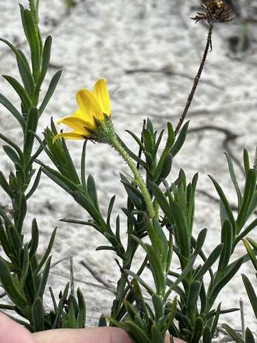 Image of Osteospermum polygaloides by (c) Charleen Brunke, some rights reserved (CC BY)