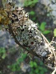 Flavopunctelia praesignis