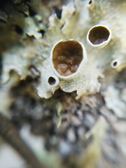 Flavopunctelia praesignis