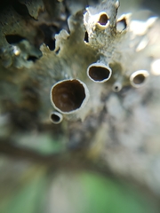 Flavopunctelia praesignis