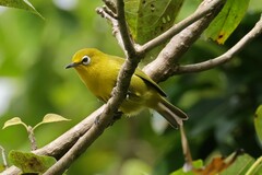 Vanuatu White-Eye photo 3
