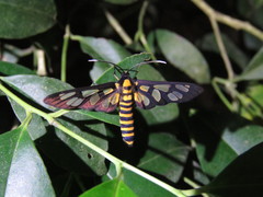 Amata perixanthia