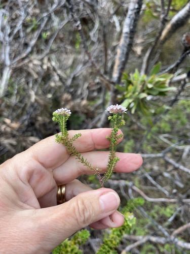 Beach Buchu (Agathosma cerefolia)