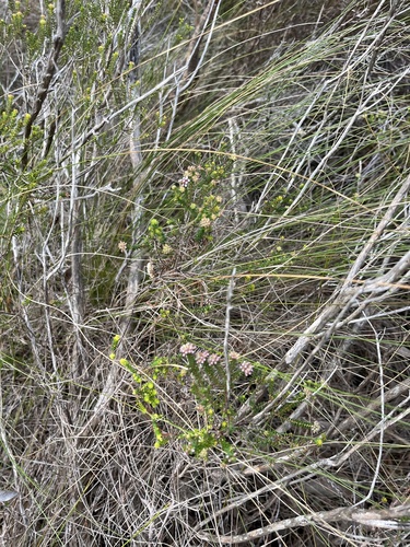 Image of Agathosma cerefolia by (c) Charleen Brunke, some rights reserved (CC BY)
