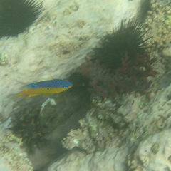 Stegastes flavilatus