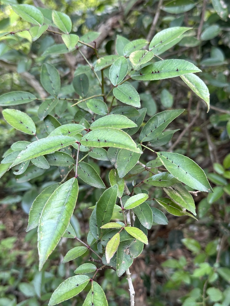 Shiny-leaved Prickly Ash from Kinmen, Fujian, Taiwan on May 2, 2024 at ...