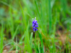 Muscari botryoides