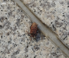 Urochela quadrinotata