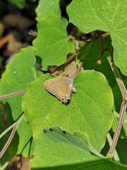 Electrostrymon guzanta