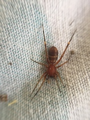 Castianeira trilineata