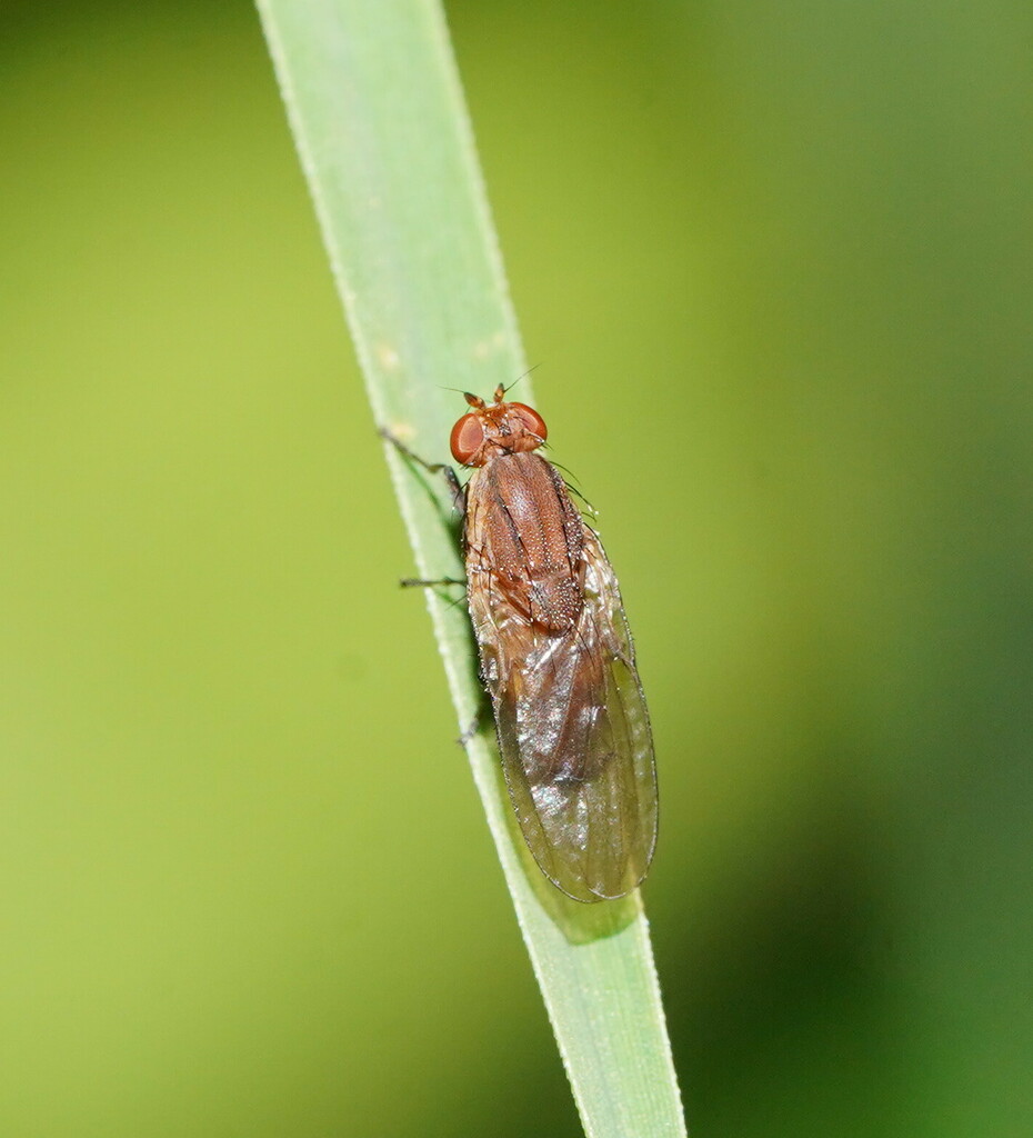 Austroleria extensa