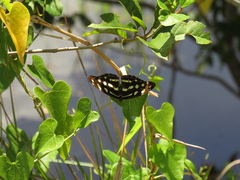 Catonephele acontius acontius