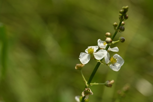 Image of Sagittaria trifolia by (c) 曾昱承 Yu-Cheng Zeng, some rights reserved (CC BY)