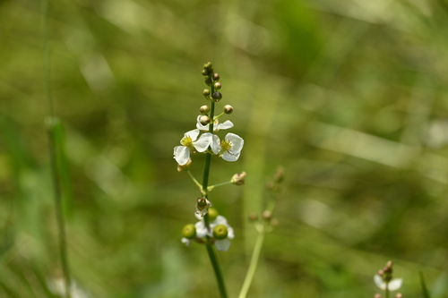 Image of Sagittaria trifolia by (c) 曾昱承 Yu-Cheng Zeng, some rights reserved (CC BY)