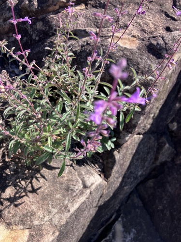 Syncolostemon canescens, photograph 5