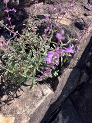 Syncolostemon canescens, photograph author not stated, no rights reserved