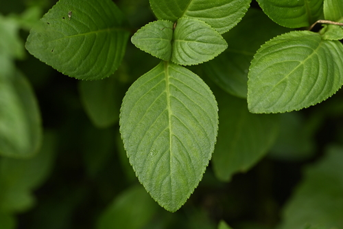 Image of Big-Leaved Marshweed (Limnophila rugosa) by (c) 曾昱承 Yu-Cheng Zeng, some rights reserved (CC BY)