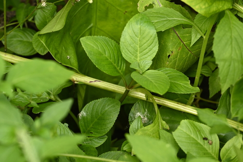Image of Big-Leaved Marshweed (Limnophila rugosa) by (c) 曾昱承 Yu-Cheng Zeng, some rights reserved (CC BY)