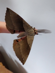 Chelepteryx chalepteryx