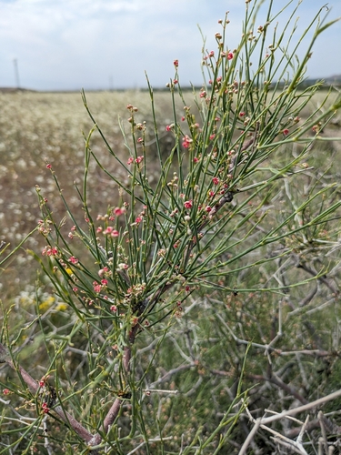 Arta (Calligonum polygonoides)