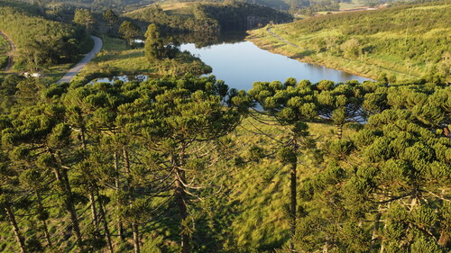 Araucaria angustifolia
