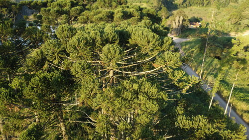Araucaria angustifolia