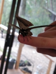 Chelepteryx chalepteryx