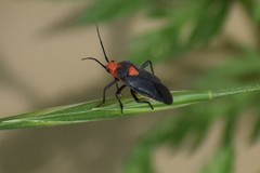 Prepops rubrovittatus