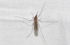 Culiseta incidens