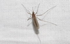Culiseta incidens