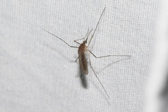 Culiseta incidens