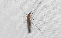 Culiseta incidens