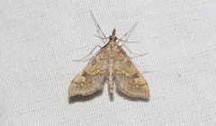 Choristostigma elegantalis