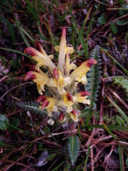 Pedicularis oederi