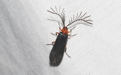 Pterotus obscuripennis