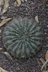 Ferocactus macrodiscus macrodiscus