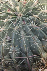 Ferocactus macrodiscus macrodiscus