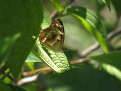 Catonephele acontius acontius