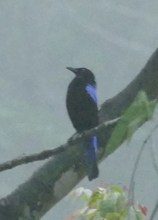 Asian Fairy-bluebird